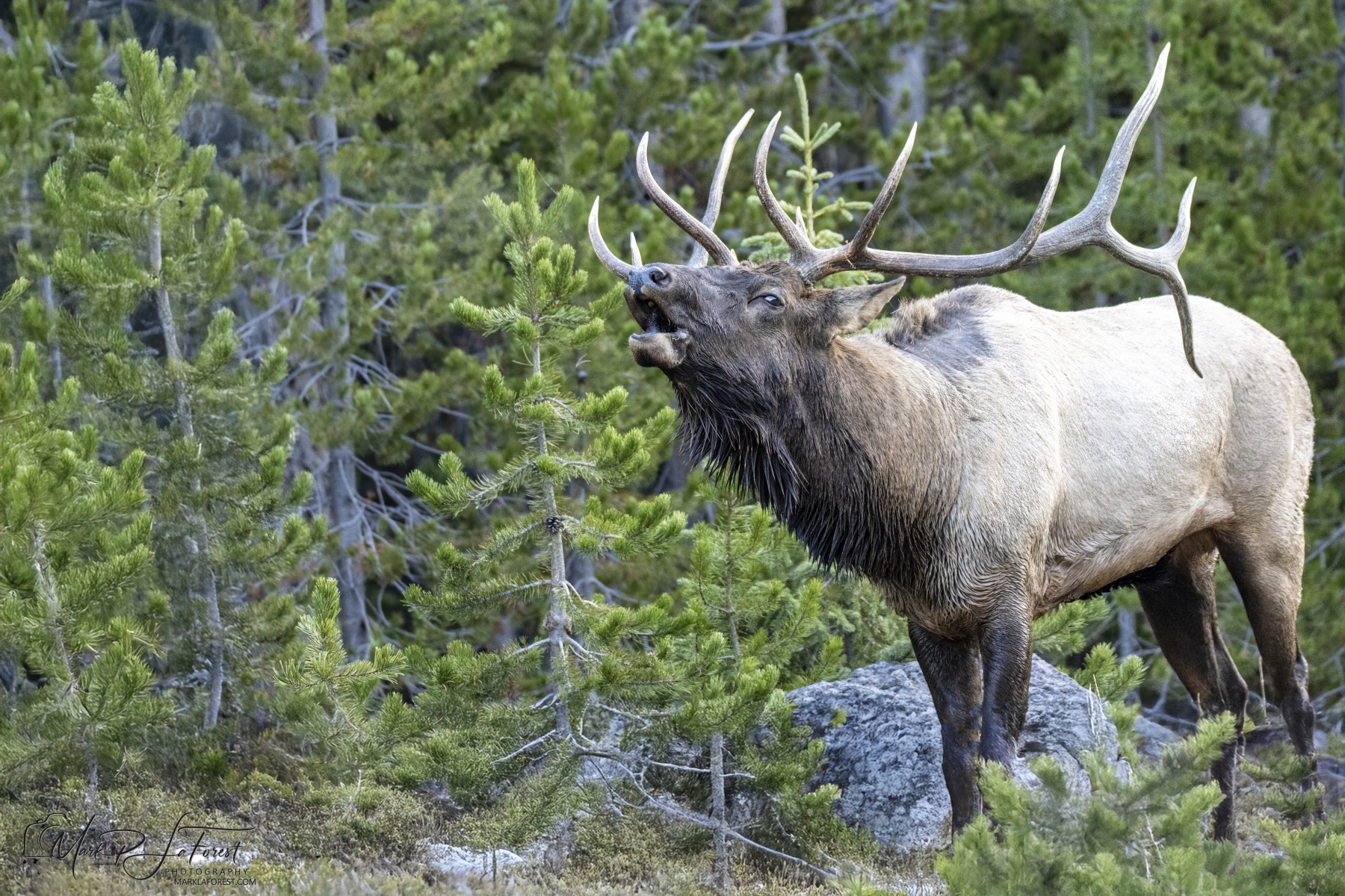 Bull Elk, Yellowstone National Park